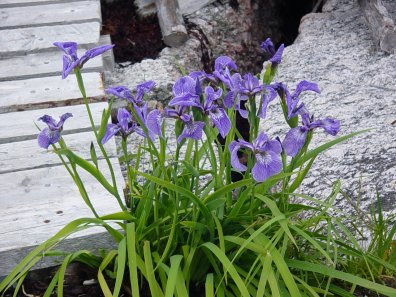 Images of Newfoundland