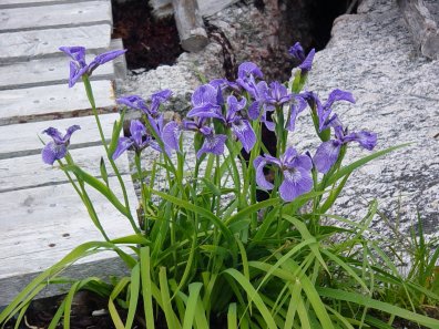 Images of Newfoundland